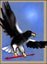 eagle5.jpg