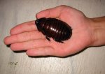 macropanesthia_rhinoceros_2.jpg