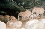 elephantsinacave.jpg