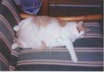 cat_reclining2.jpg