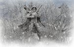 camo.jpg