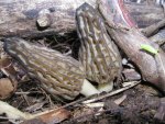morchella_angusticeps.jpg