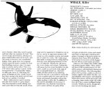 whale killer.jpg