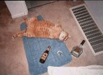 passedoutcat.jpg
