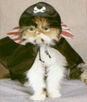 Piratecat3.jpg