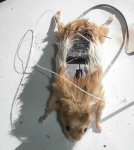 computer_mouse_using_a_real_dead_mouse_5.jpg