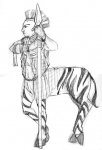 zebra.jpg