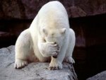 polar-bear-facepalm.jpg