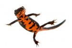 fire newt 002.jpg