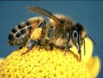 00000000bee.jpg
