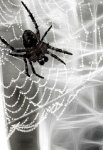 left spider.jpg