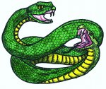 RCFG Amphisbaena Colour.JPG