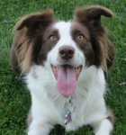 dog-adoption-border-collie-Joy-Maddick.jpg