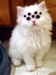 cat3.jpg