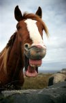 horse-aran-islands.jpg