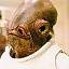 Ackbar.JPG