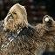 Chewie Pitching.JPG