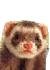 the ferret that never had a hat like santa.jpg