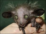 aye-aye.jpg