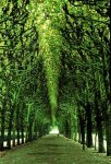green-tunnel-road.jpg