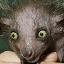 avataye-aye-sir.JPG