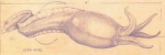 illithidtadpole.PNG
