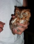 owl.jpg