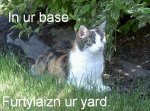 lolcat.JPG