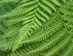 fern.jpg