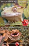 D&D Lizard.jpg