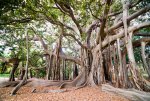 Palermo-Botanical-Gardens-Orto-Botanico-a-Moreton-Bay-Fig-Tree-Banyan-Tree-Ficus-macrophylla-Sic.jpg