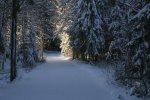 snowyforest.jpg