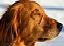 Gold Dog.JPG