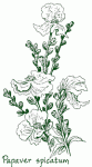 papaver.gif