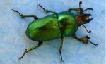 beetle.jpg
