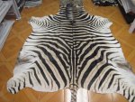 Real_Zebra_Skin_Rug.jpg