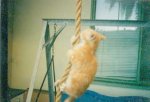 ginger1.jpg