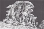 12. Myconid (1996) - The Gates of Firestorm Peak.jpg