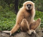 Gibbon.jpg