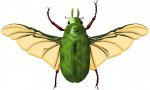 gnollian-scarab-carapace-closed-deck.jpg