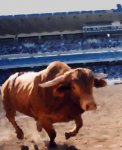 bull.JPG