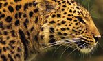 amurleopard_1600x600px_by_sangosfeline123-d63jopw.jpg