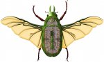 gnollian-scarab-flight-deck.jpg