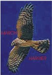 march harrier logo.JPG