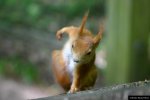 Squirrel Superhero.jpg