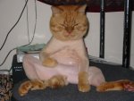 142-shavedpussy.jpg