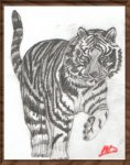 valtiger web.jpg