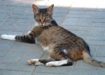 Burger - The Cat.JPG
