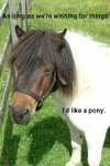 pony.jpg