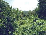 S_s_jungle.jpg